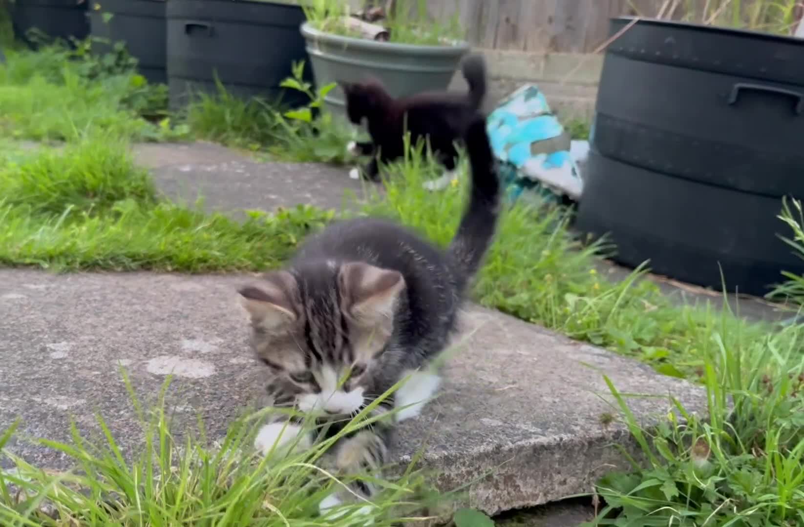 Mixed Breed cats for sale: Four beautiful kittens ready now  - Video 1