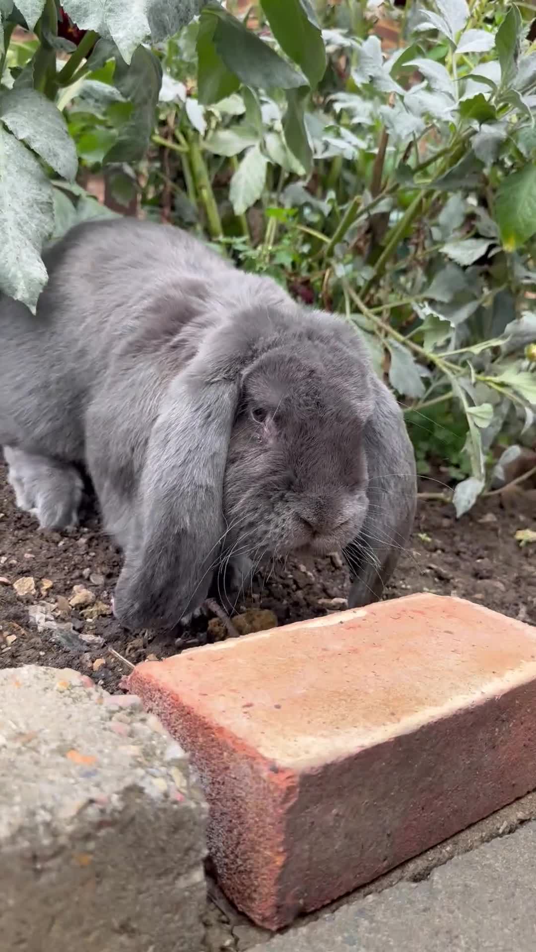 French Lop rabbits for sale: Blue Giant French Lop Male 11 months 🐰  - Video 2