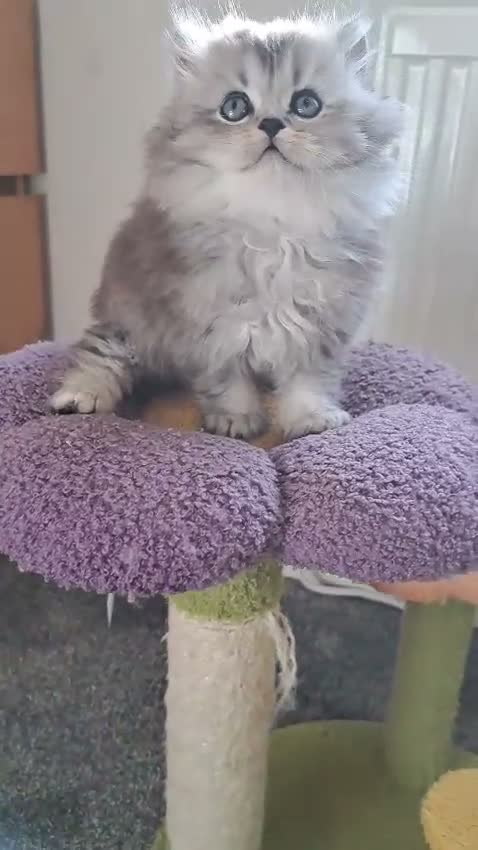 British Longhair cats for sale: Gorgeous BLH&BSH kittens in Tipton - Video 1