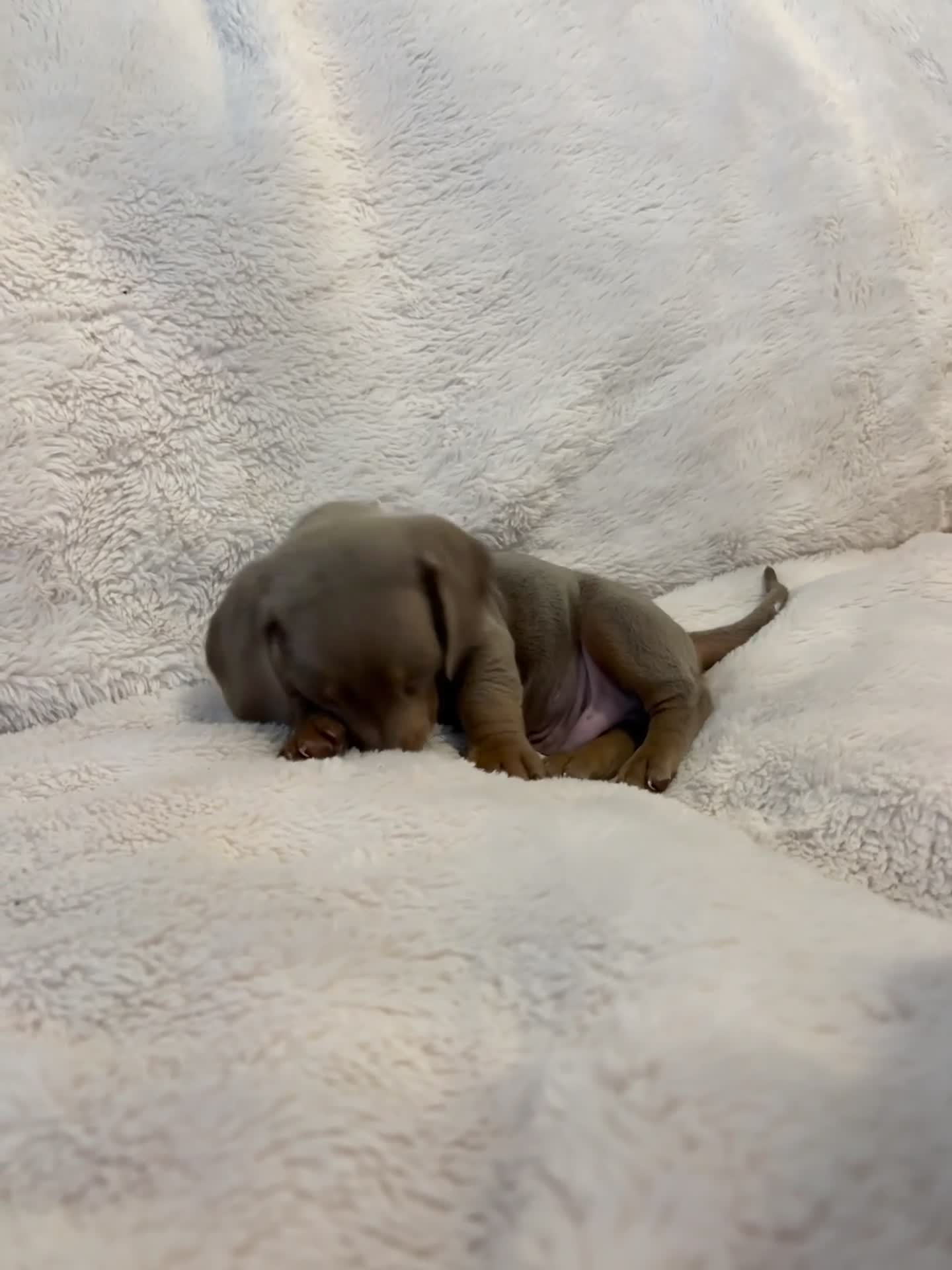 Miniature Dachshund dogs for sale: KC Registered Mini Dachunds Blues and Isabelle’s - Video 3