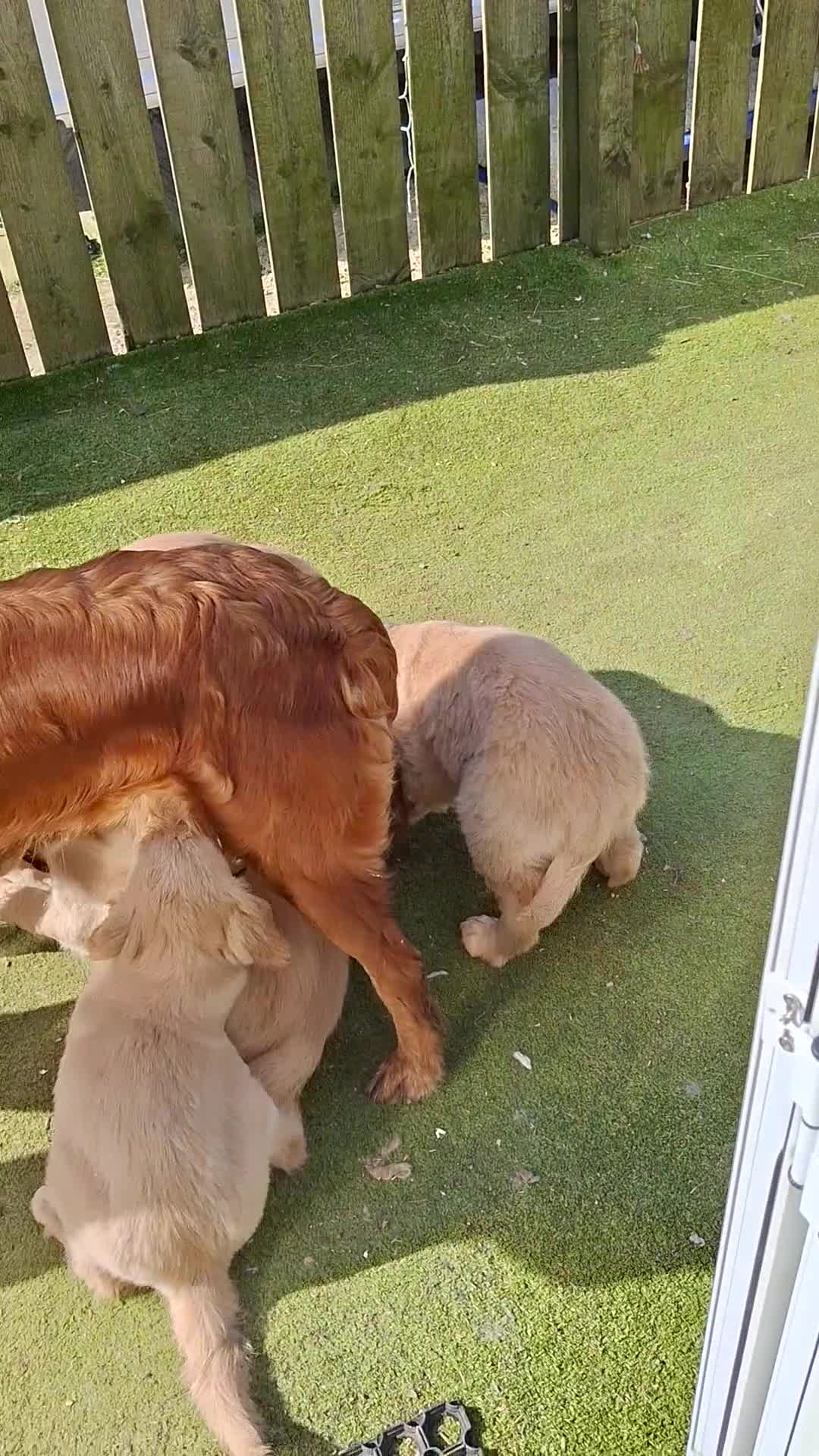 Golden Retriever dogs for sale: Golden Retreiver Puppies  - Video 1