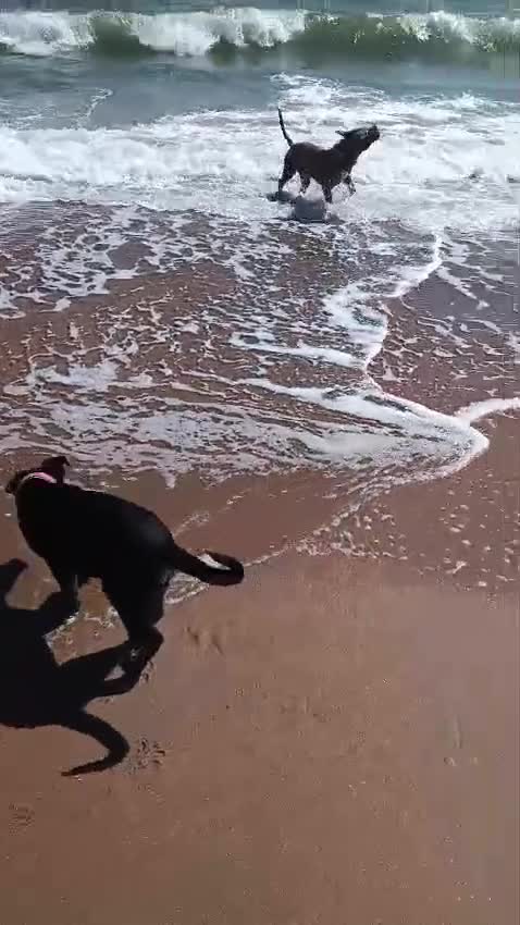 Mixed Breed dogs for adoption: Please 🙏 Puppy Mora needs a Home 🏠  - Video 3