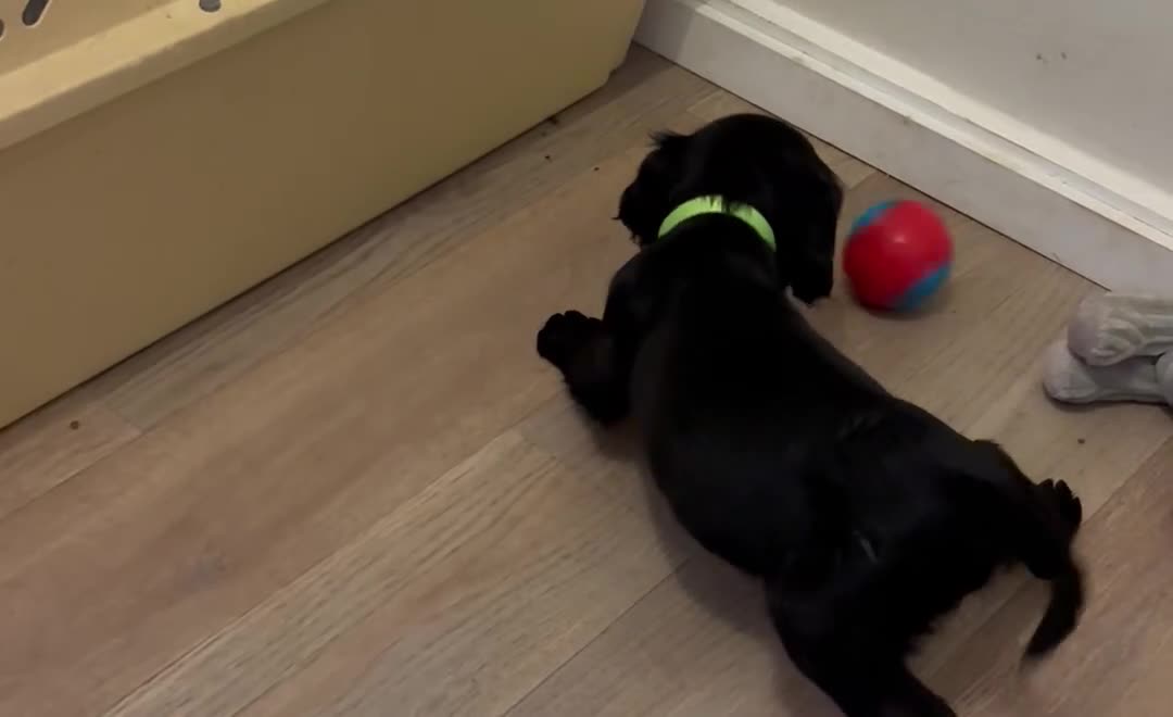 Cocker Spaniel dogs for sale: Cocker Spaniel Puppies  - Video 1