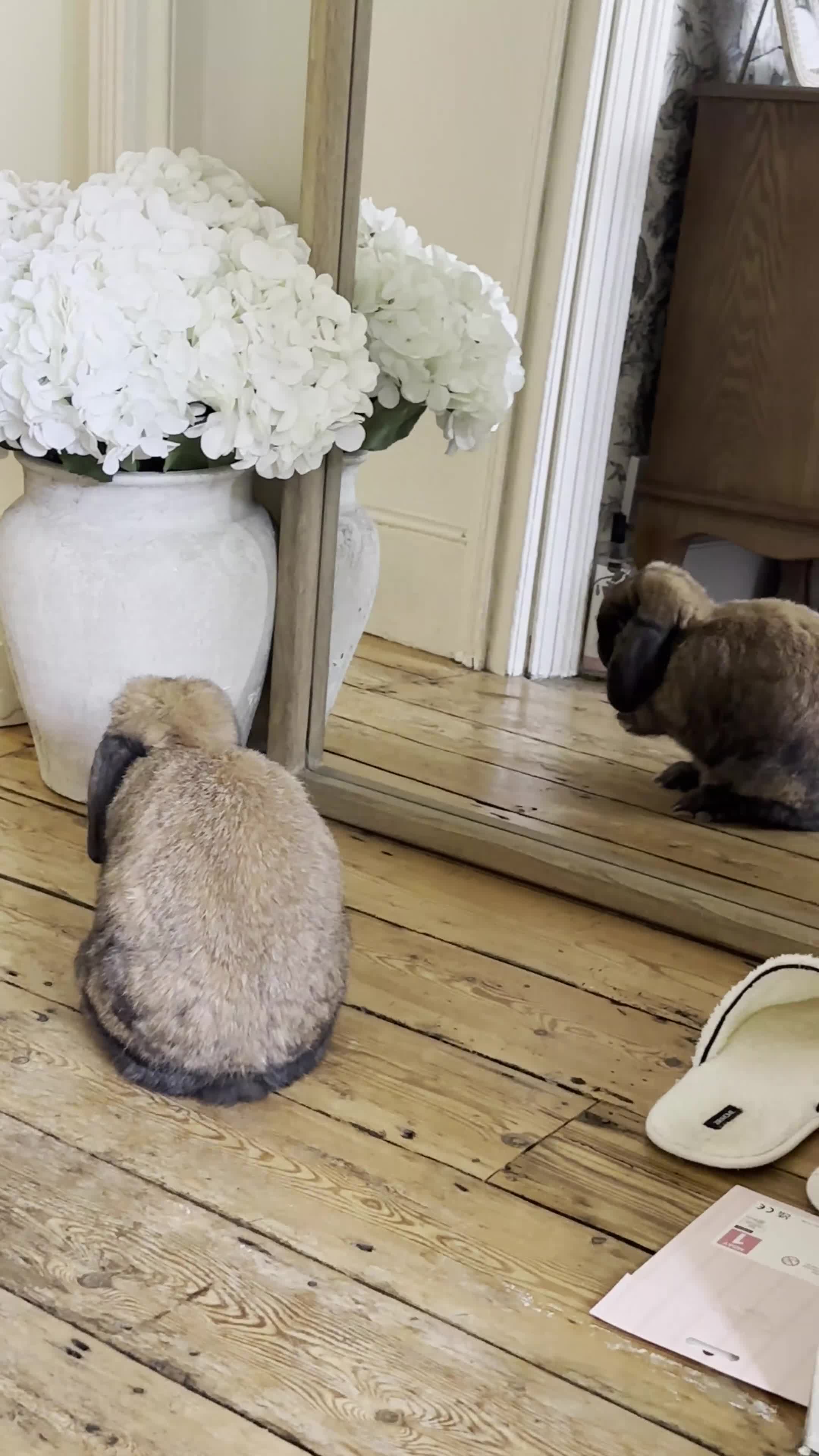 Mini Lop rabbits for sale: Gorgeous Male Neutered 1 Year Old For Rehoming - Video 1