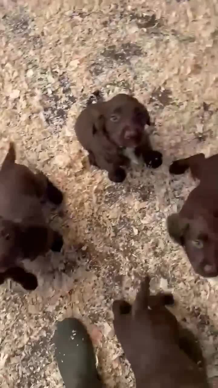 Sprocker dogs for sale: Beautiful Spraker Pups - Video 2