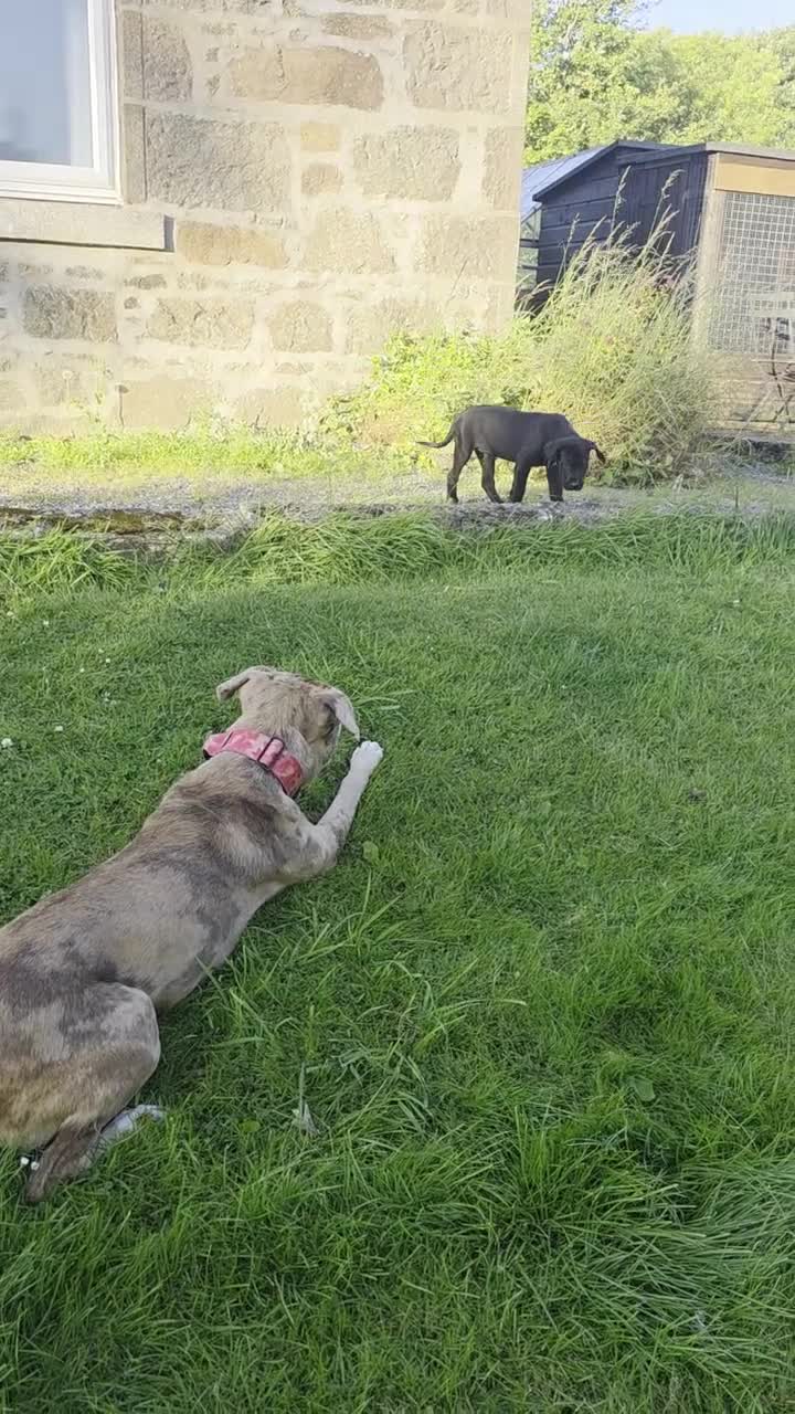 Mixed Breed dogs for sale: 2 female Daniff Puppies READY NOW - Video 2
