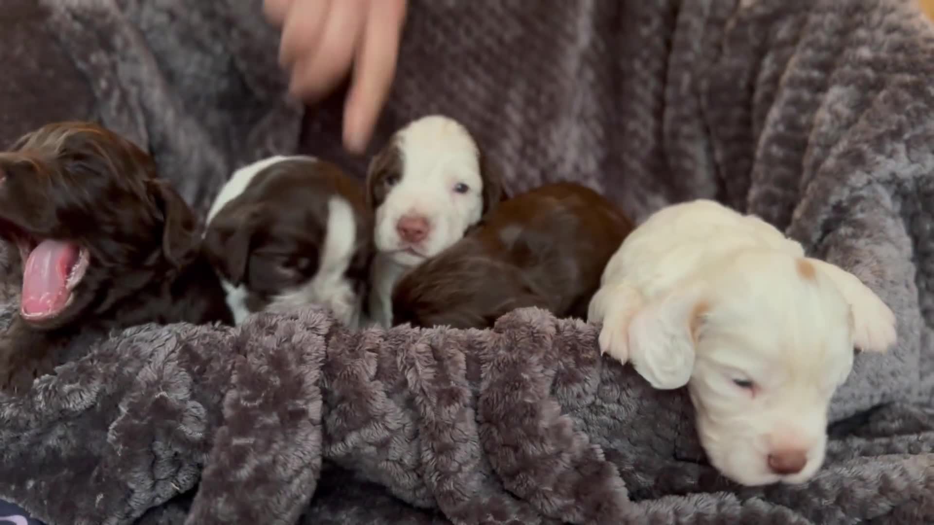 Cocker Spaniel dogs for sale: Working cocker spaniel puppies for sale in Ewhurst - Video 3