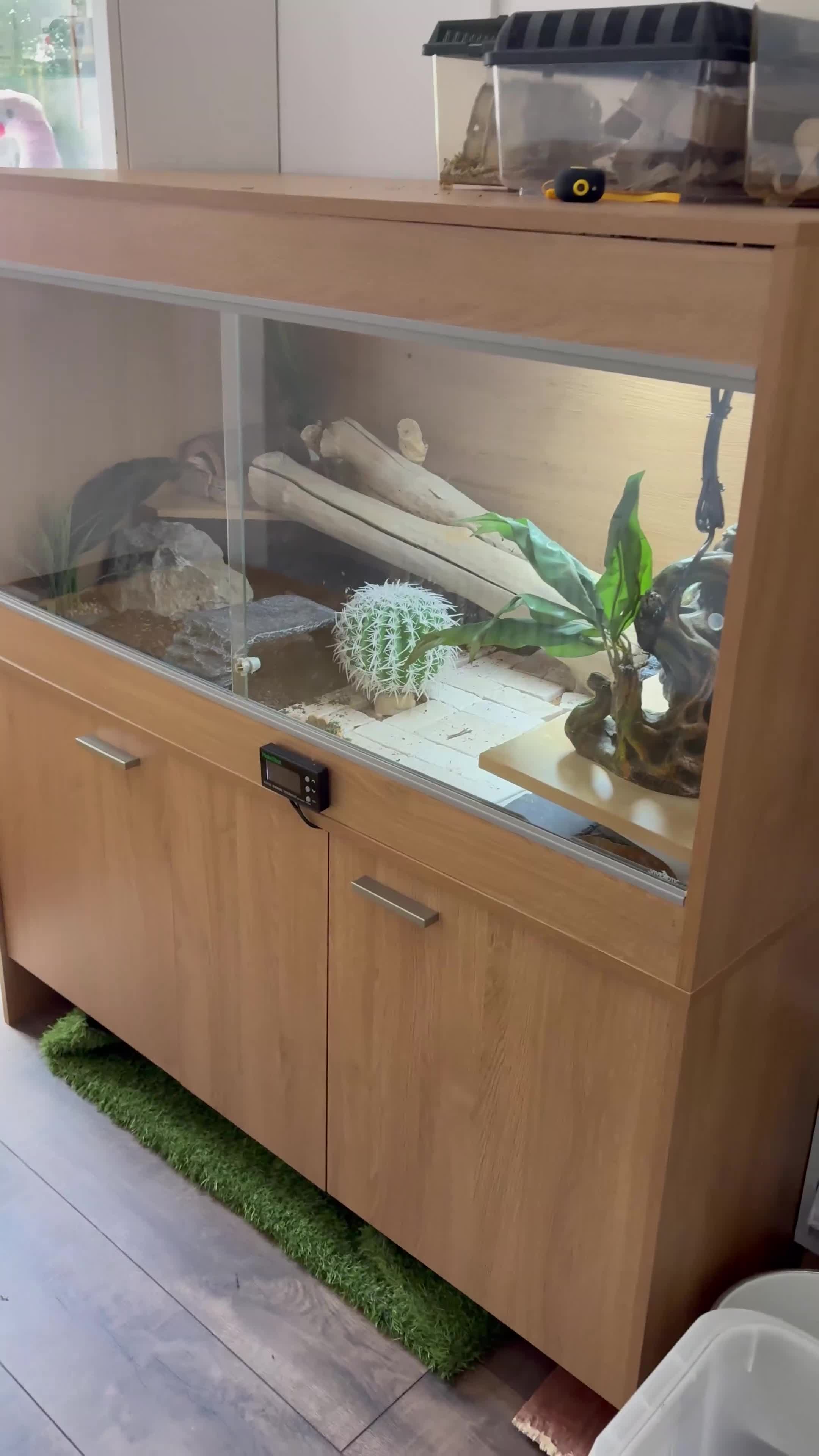 Bearded Dragon reptiles for sale: 4yo male bearded dragon zero + full set up  - Video 1