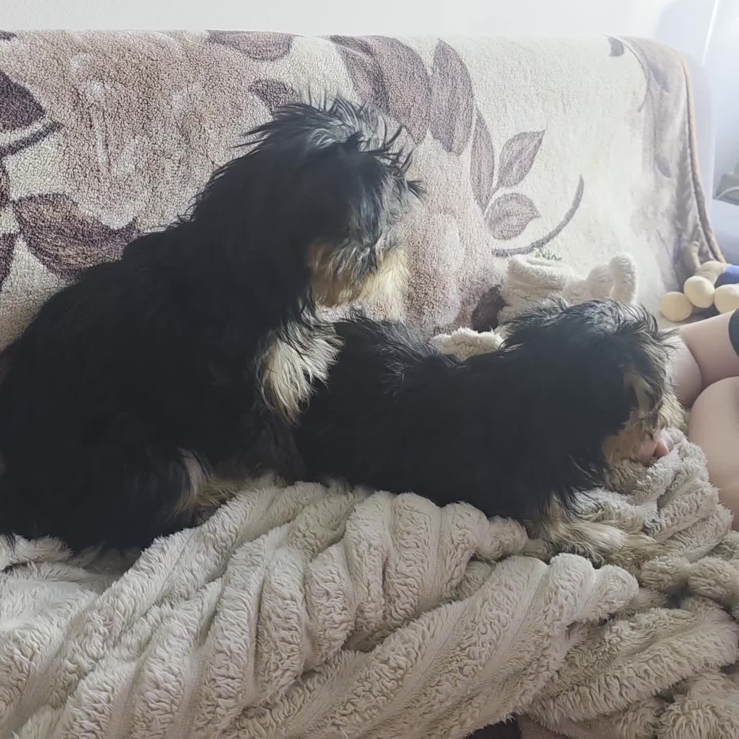 Yorkshire Terrier dogs for sale: Sweet girls for sale  - Video 1