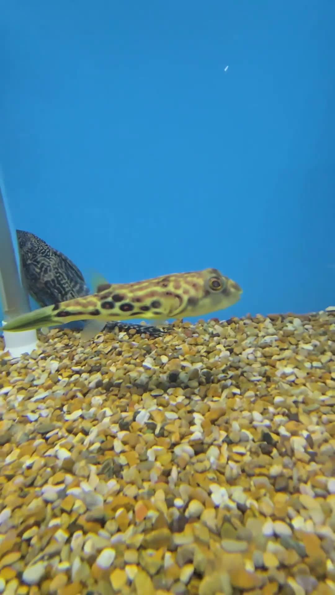 Pufferfish fish for sale: Cross River Puffer 15cm @Tameside Aquatics! ❤️🐡 - Video 1