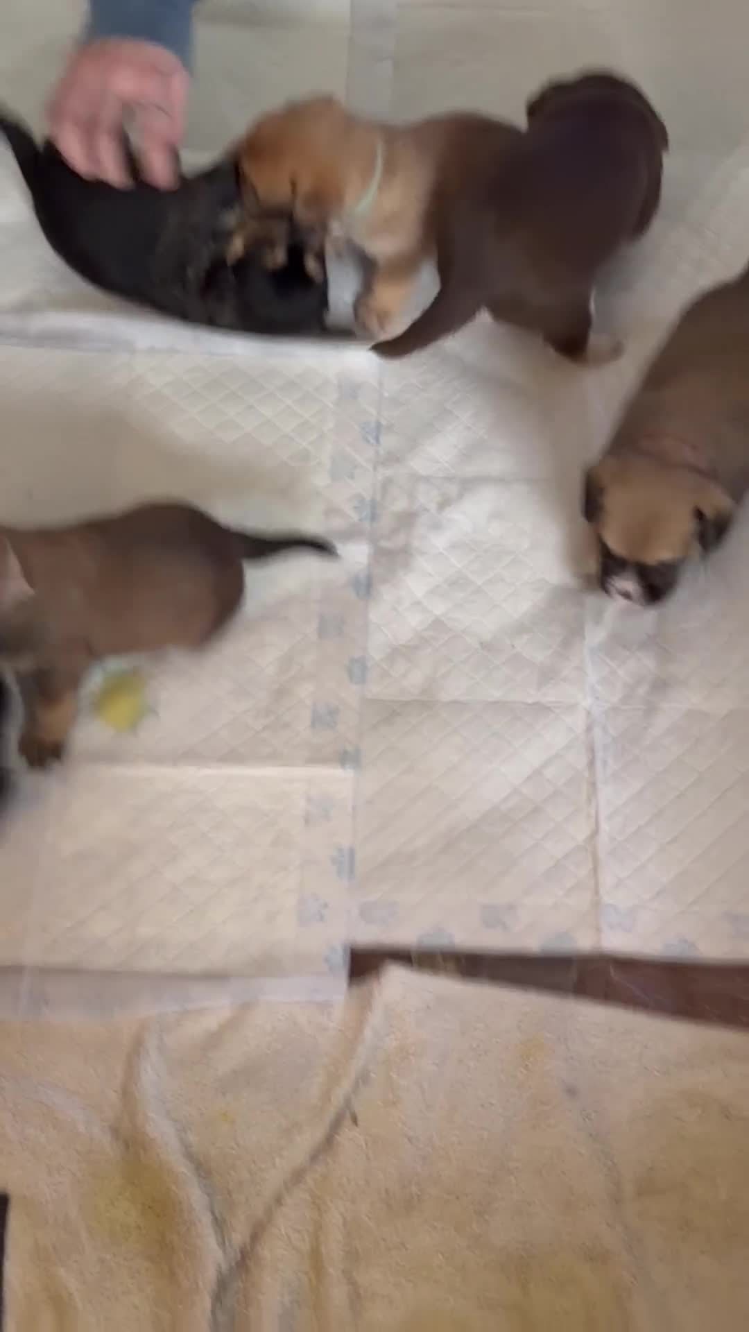 Mixed Breed dogs for sale: Shih-boodle - Video 3