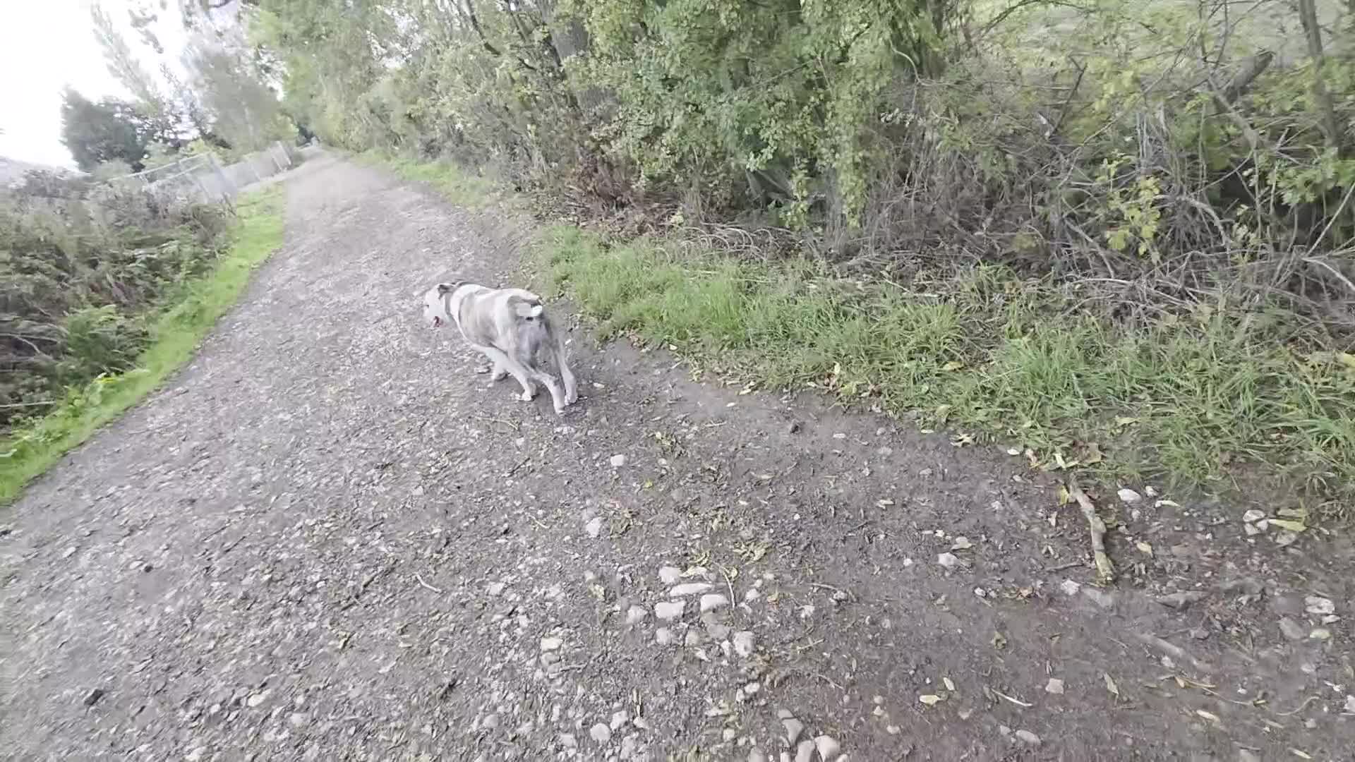 American Bulldog dogs for sale: Rescue Ozzy  - Video 1