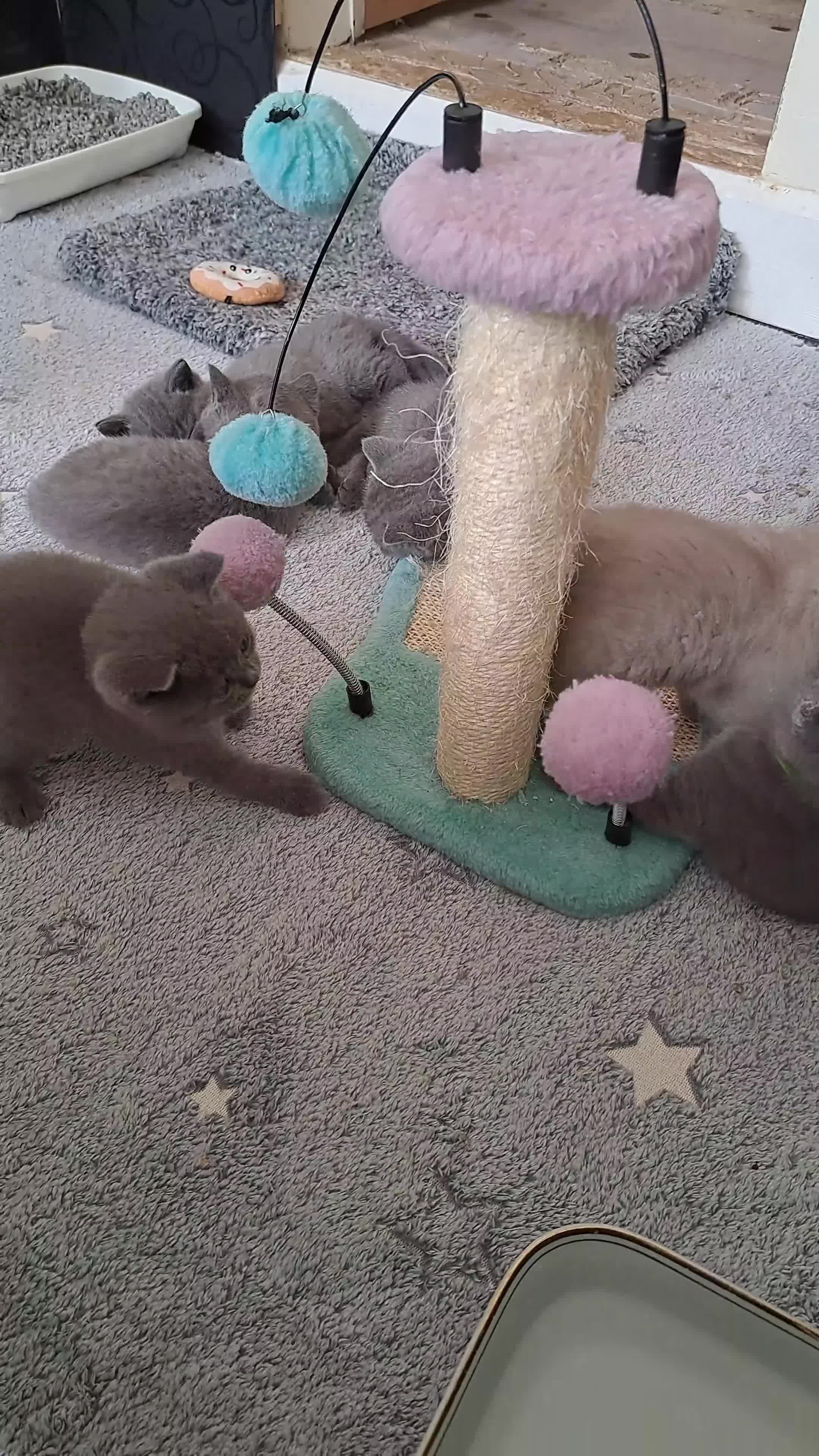 British Shorthair cats for sale: British Shorthair Blue are available  - Video 2