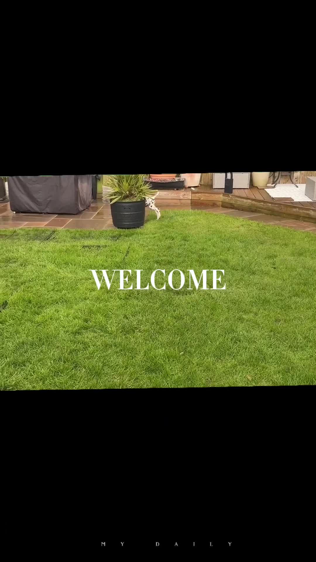 Dalmatian dogs for sale: Royal KC Registered Dalmatian Puppy (Female) - Video 2