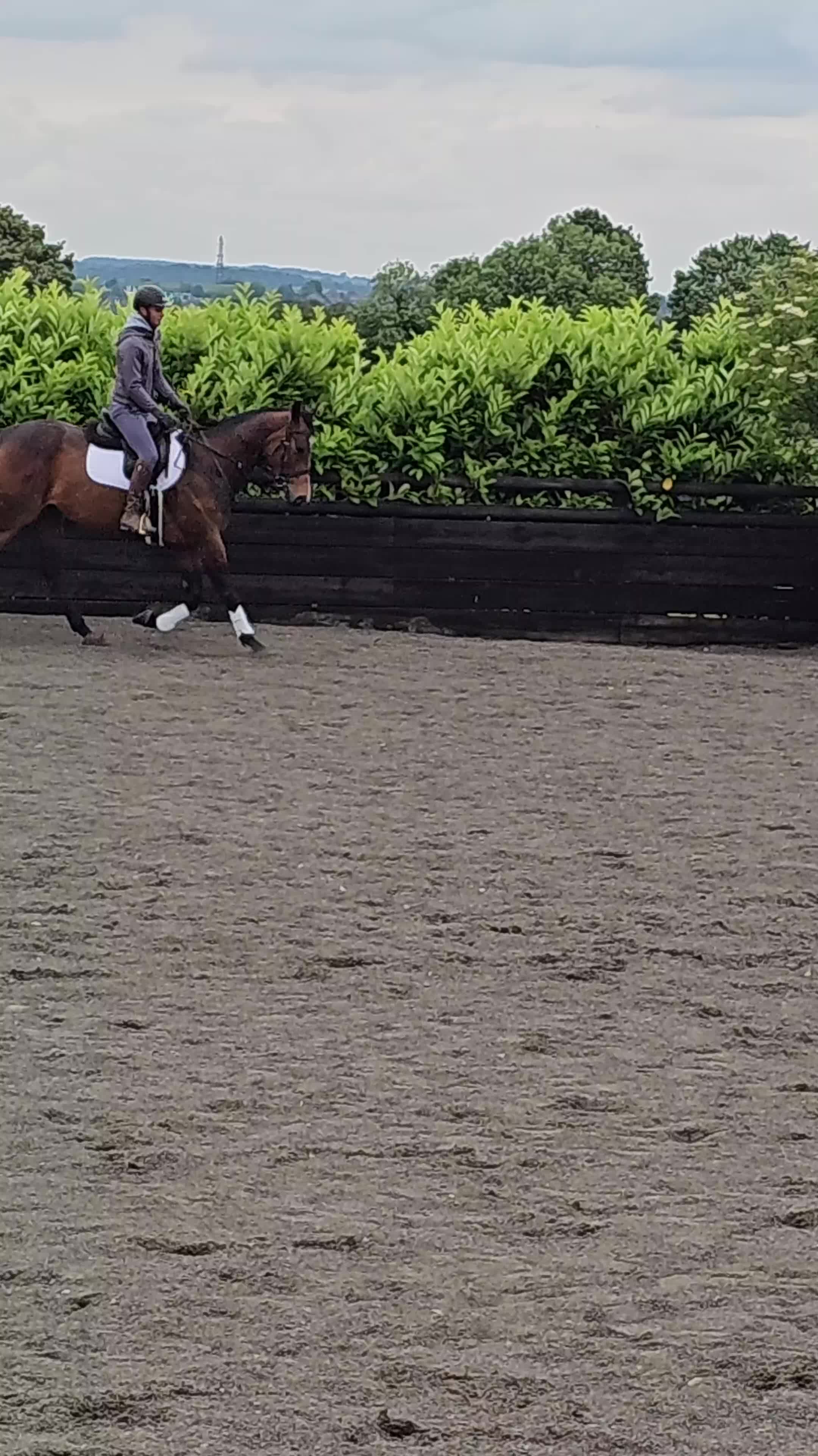 English Thoroughbred horses for sale: TB mare for sale, 16.2 hh, 7 years old - Video 1