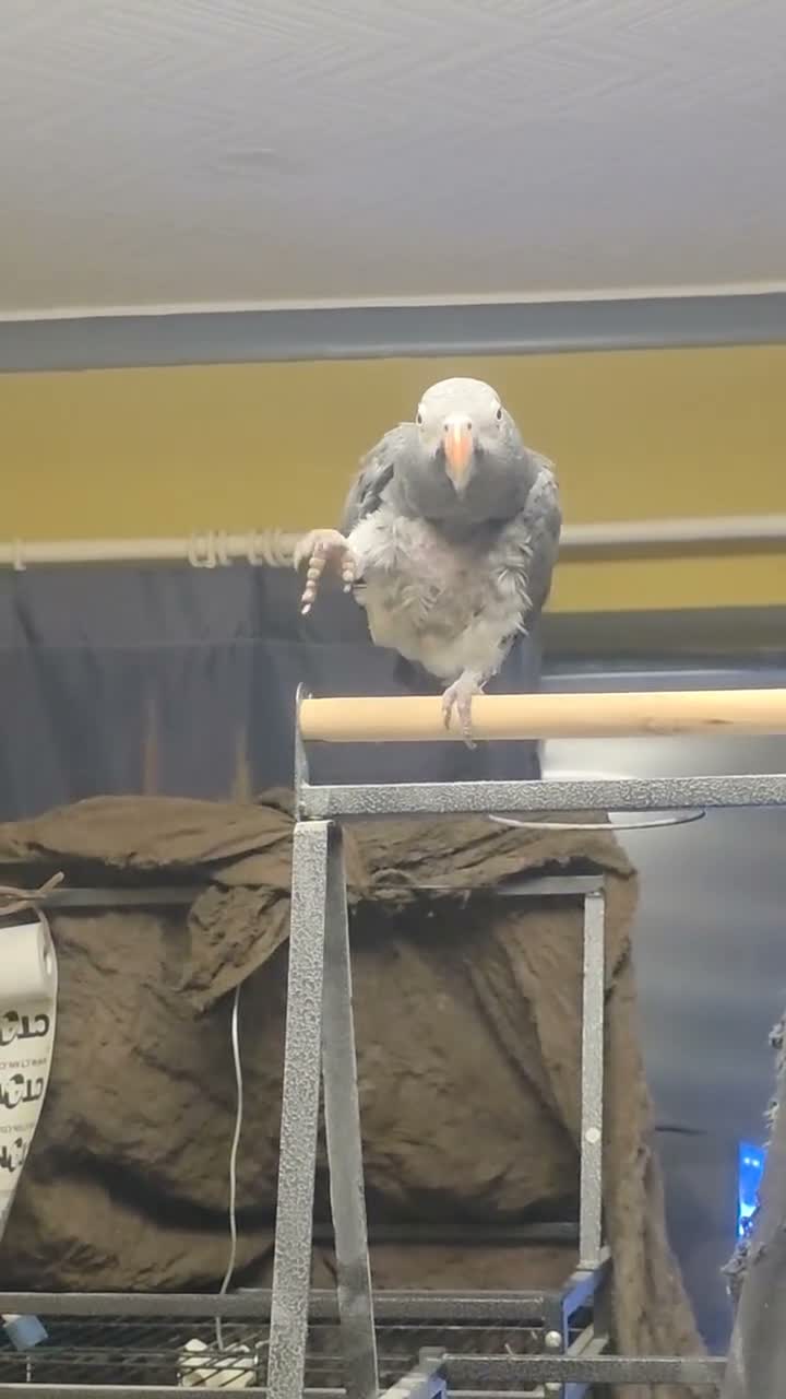 Parrots birds for sale: African grey timneh - Video 1