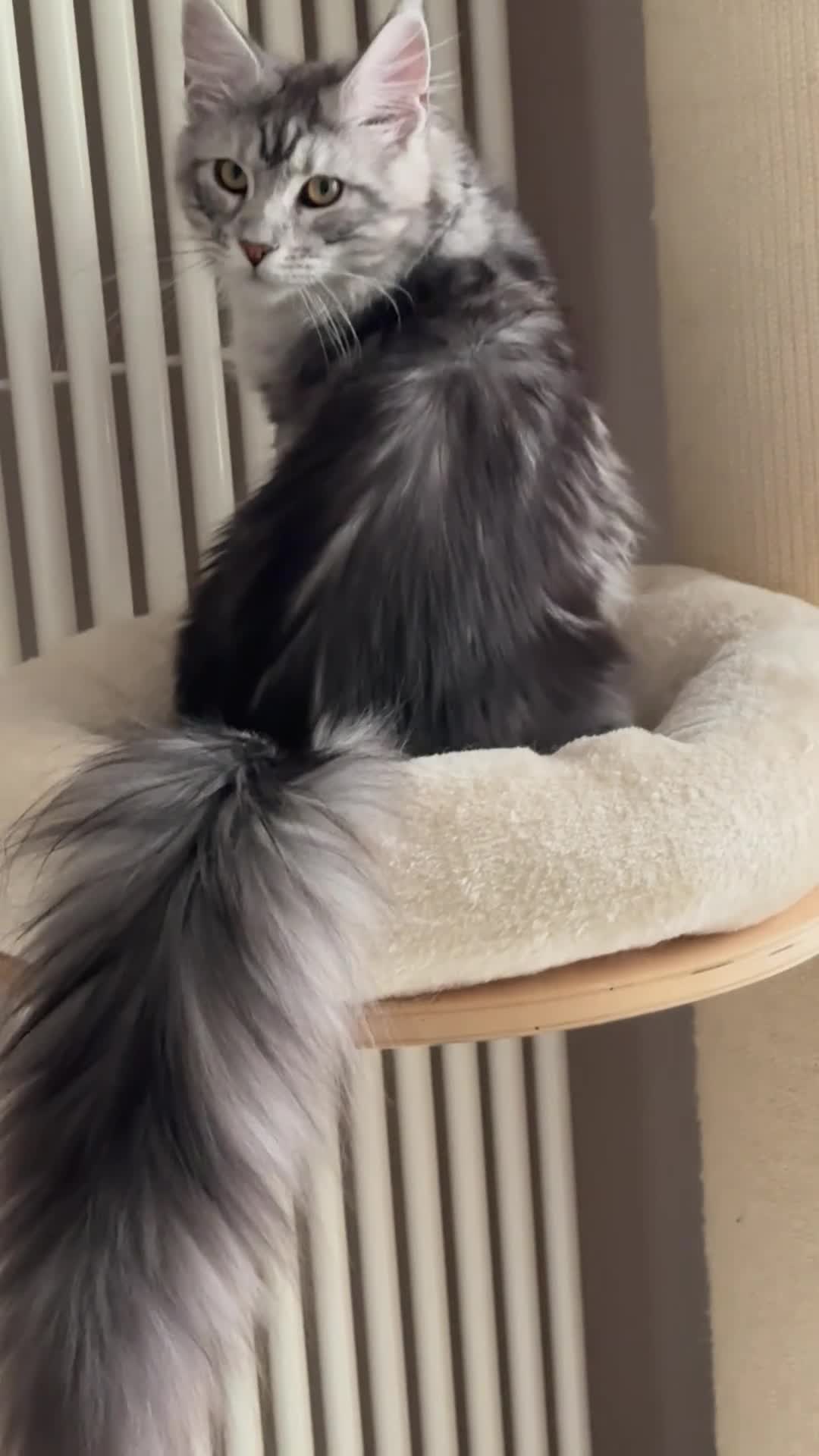 Maine Coon cats for sale: Maine Coon  - Video 1