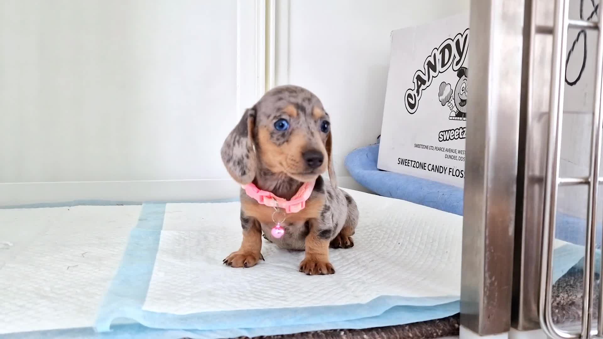 Miniature Dachshund dogs for sale: BLUE DAPPLE & ISABELLA DAPPLE PUPS AVAILABLE  - Video 1