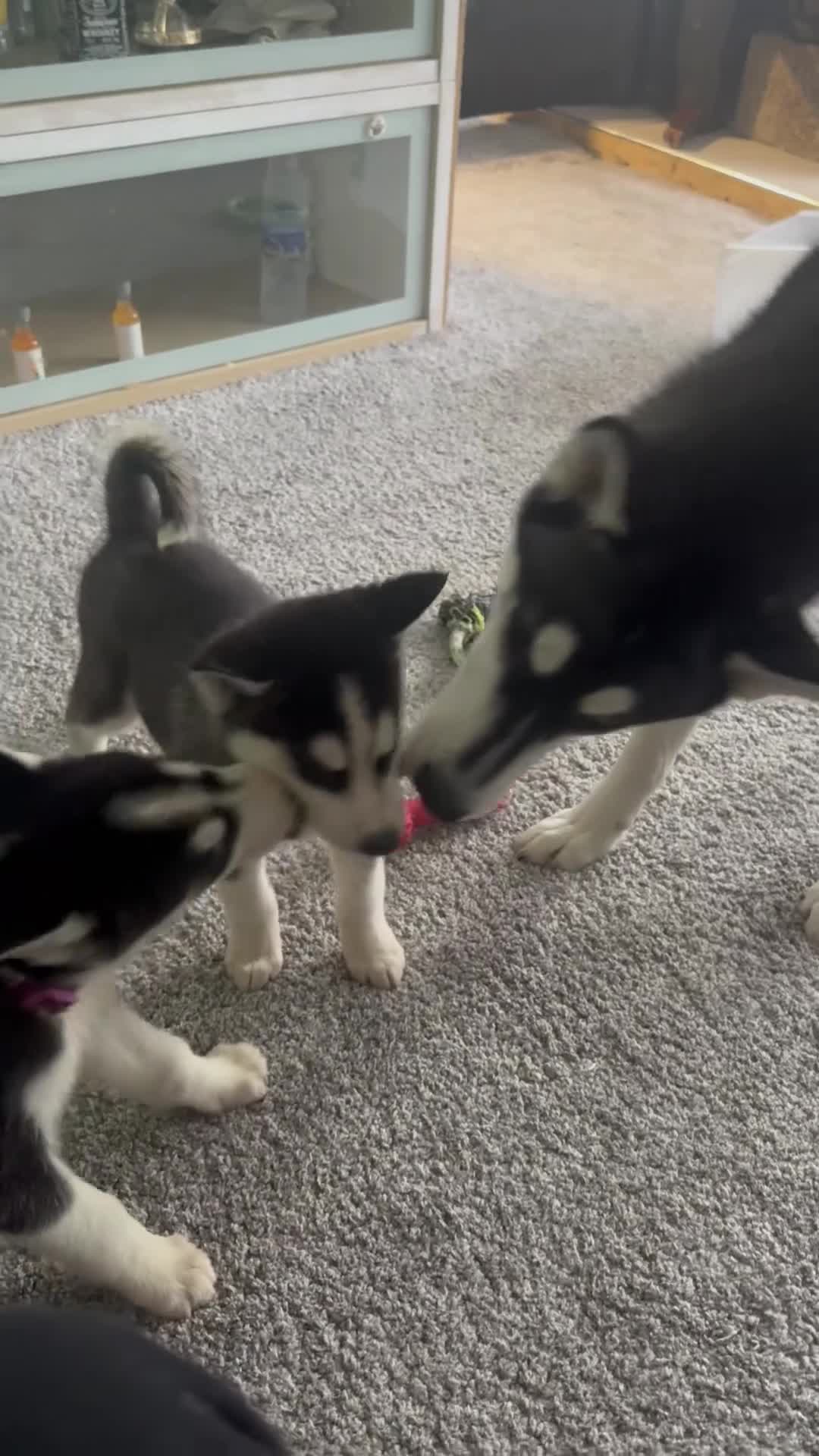 Siberian Husky dogs for sale: Siberian husky boys  - Video 1