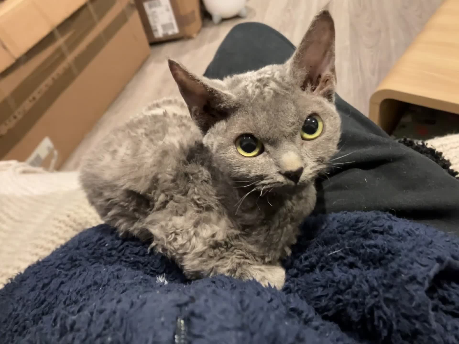 Devon Rex cats for sale: GCCF registered - Devon Rex Kittens - Video 1
