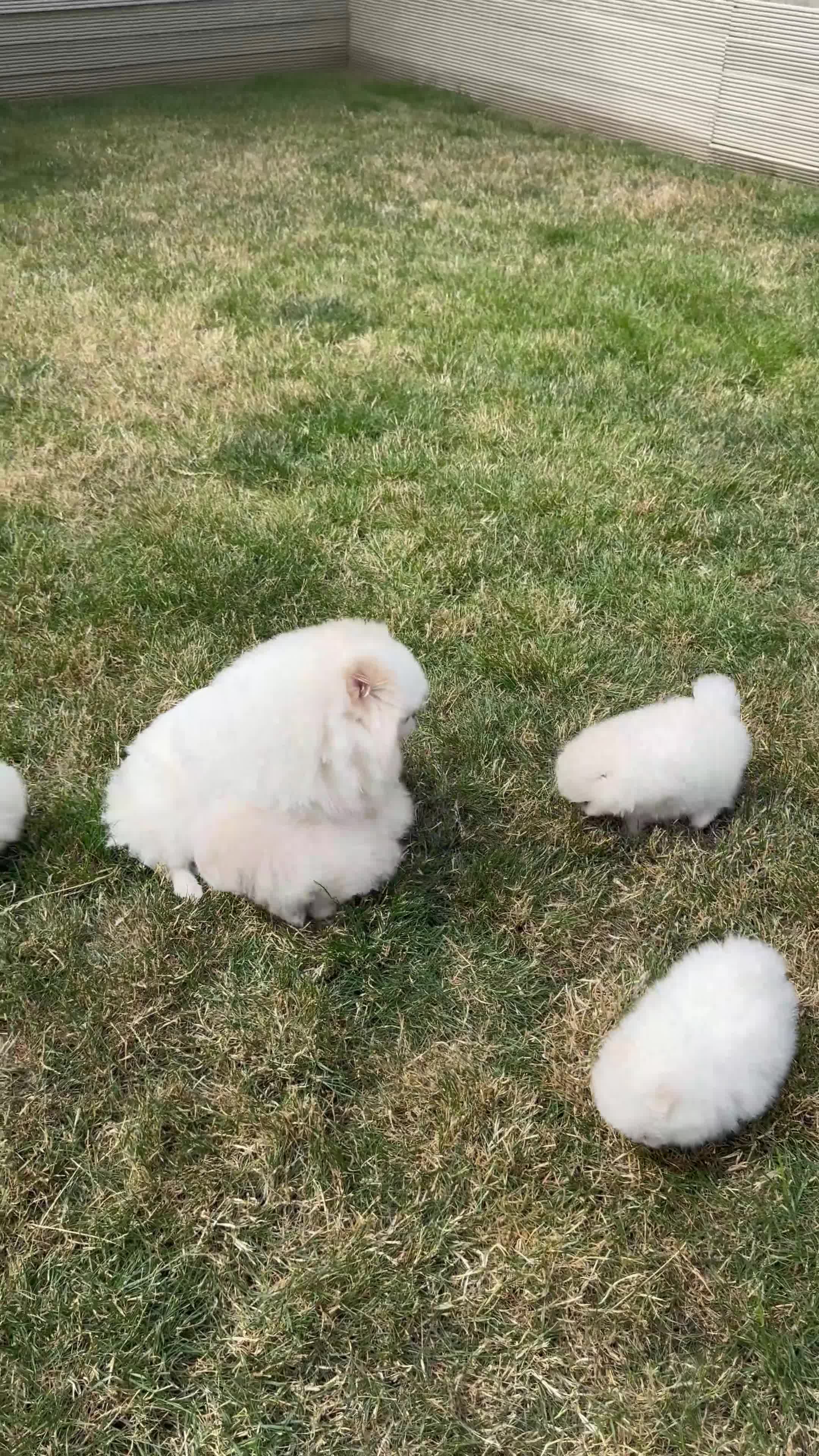 Pomeranian dogs for sale: High quality KC reg puppies from imported lines - Video 5