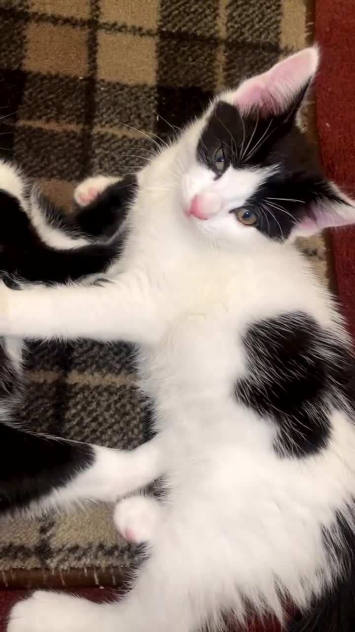 British Shorthair cats for sale: Large “fluffy” female kitten in London - Video 1