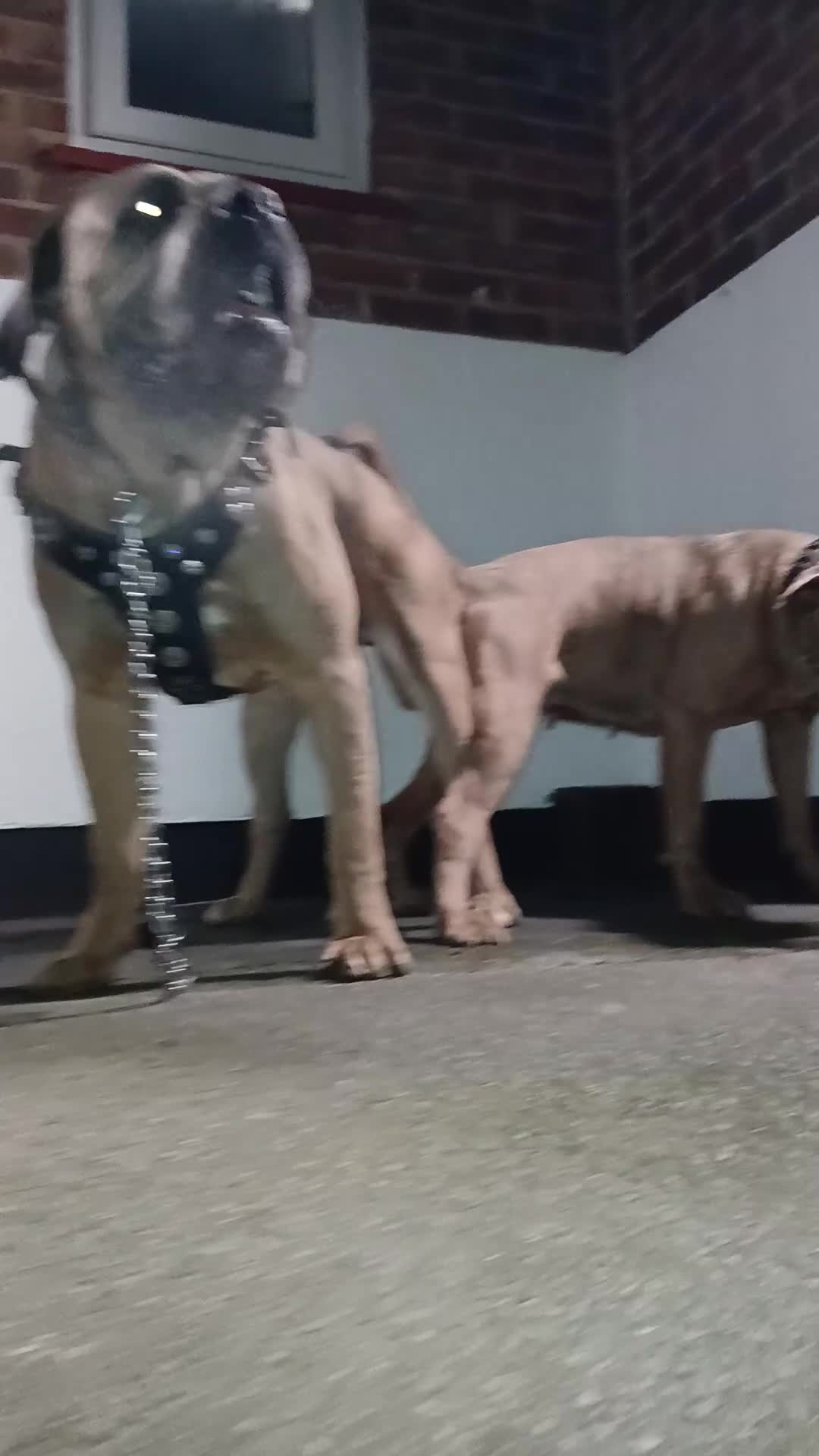 Cane Corso dogs for stud: Russian import cane corso - Video 4