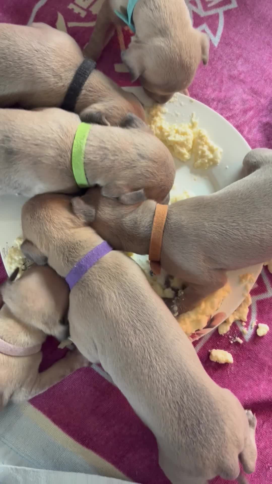 Mixed Breed dogs for sale:  Beautiful Whiggys Whippet X Italian Greyhound  - Video 3