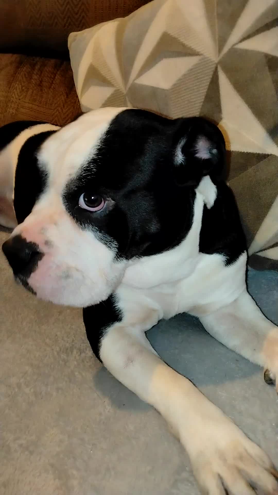 Mixed Breed dogs for sale: Storm The Explorer  in Rotherham - Video 1