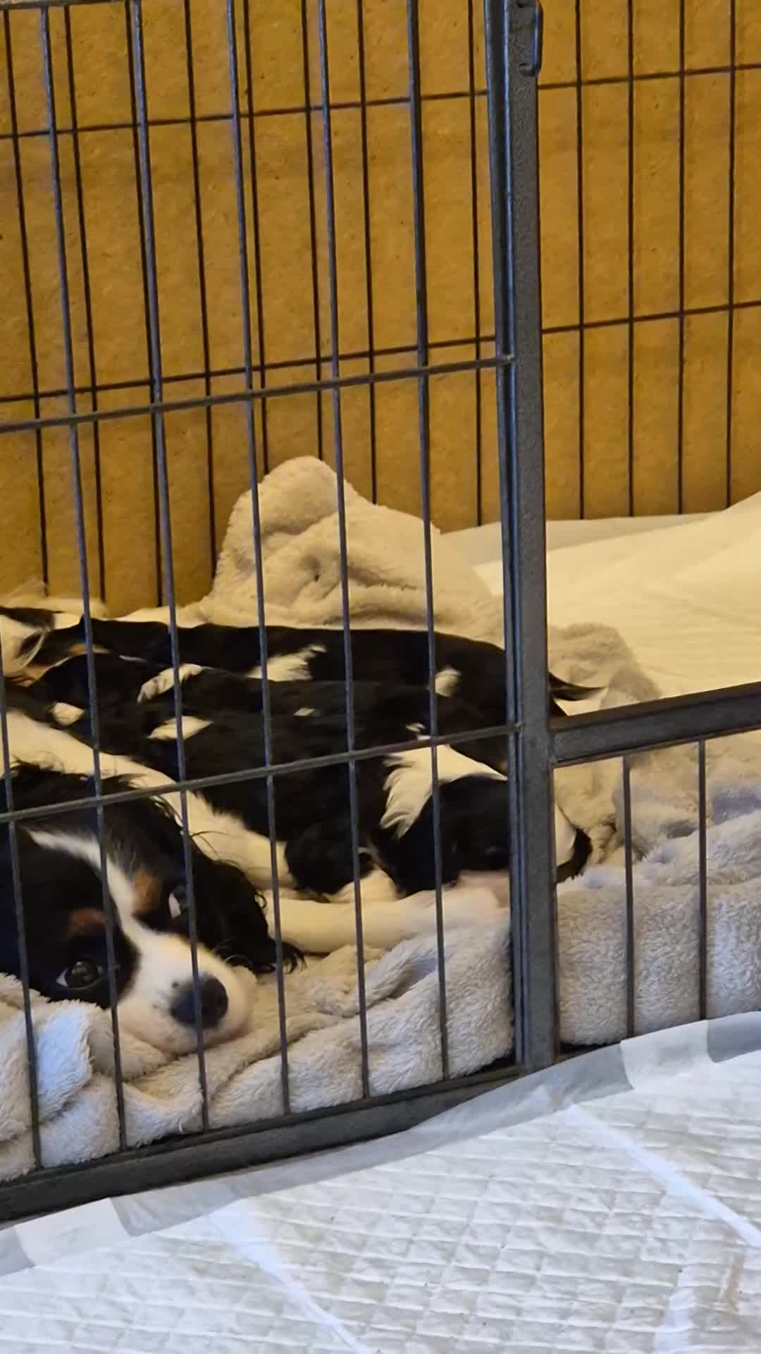 Cavalier King Charles Spaniel dogs for sale: 2 Beautiful Boys - Video 2