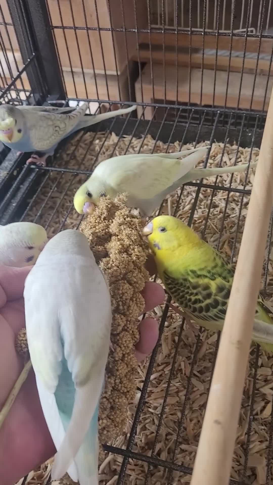 Budgerigars birds for sale: Semi to tame baby Budgies  - Video 1