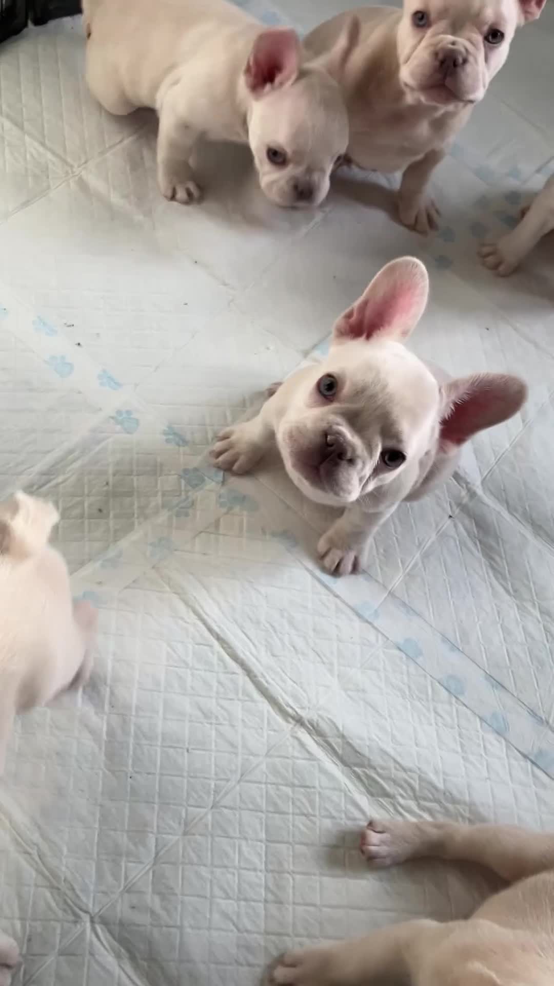 French Bulldog dogs for sale: Ready - Lilac Platinum - Fluffy Carriers - Video 1