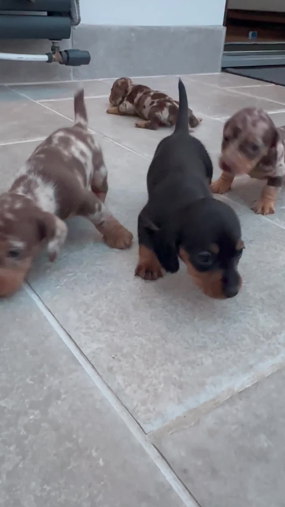 Miniature Dachshund dogs for sale: Miniature Dachshunds KC Registered - Video 3