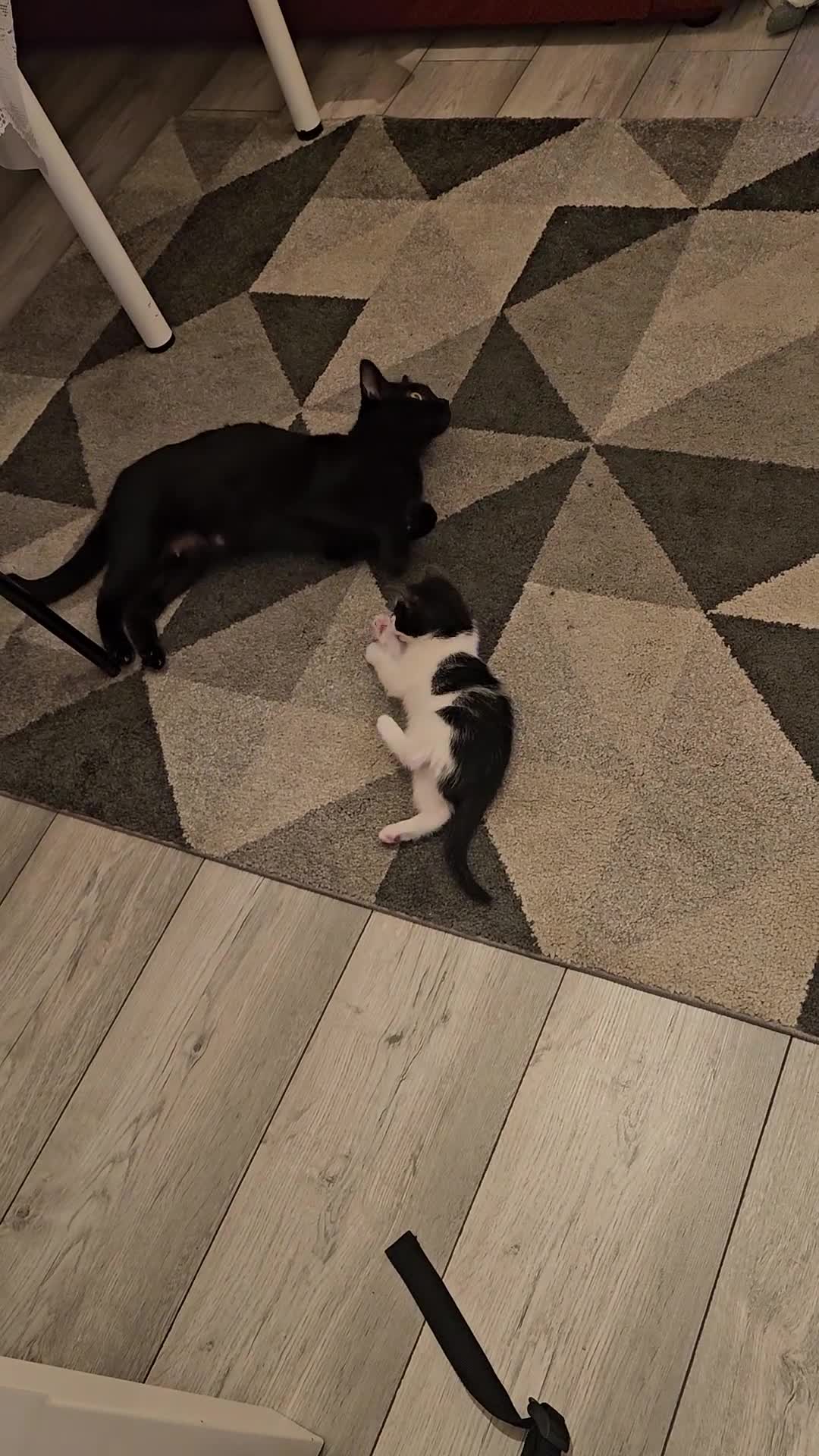 Mixed Breed cats for sale: Kitty - Video 3