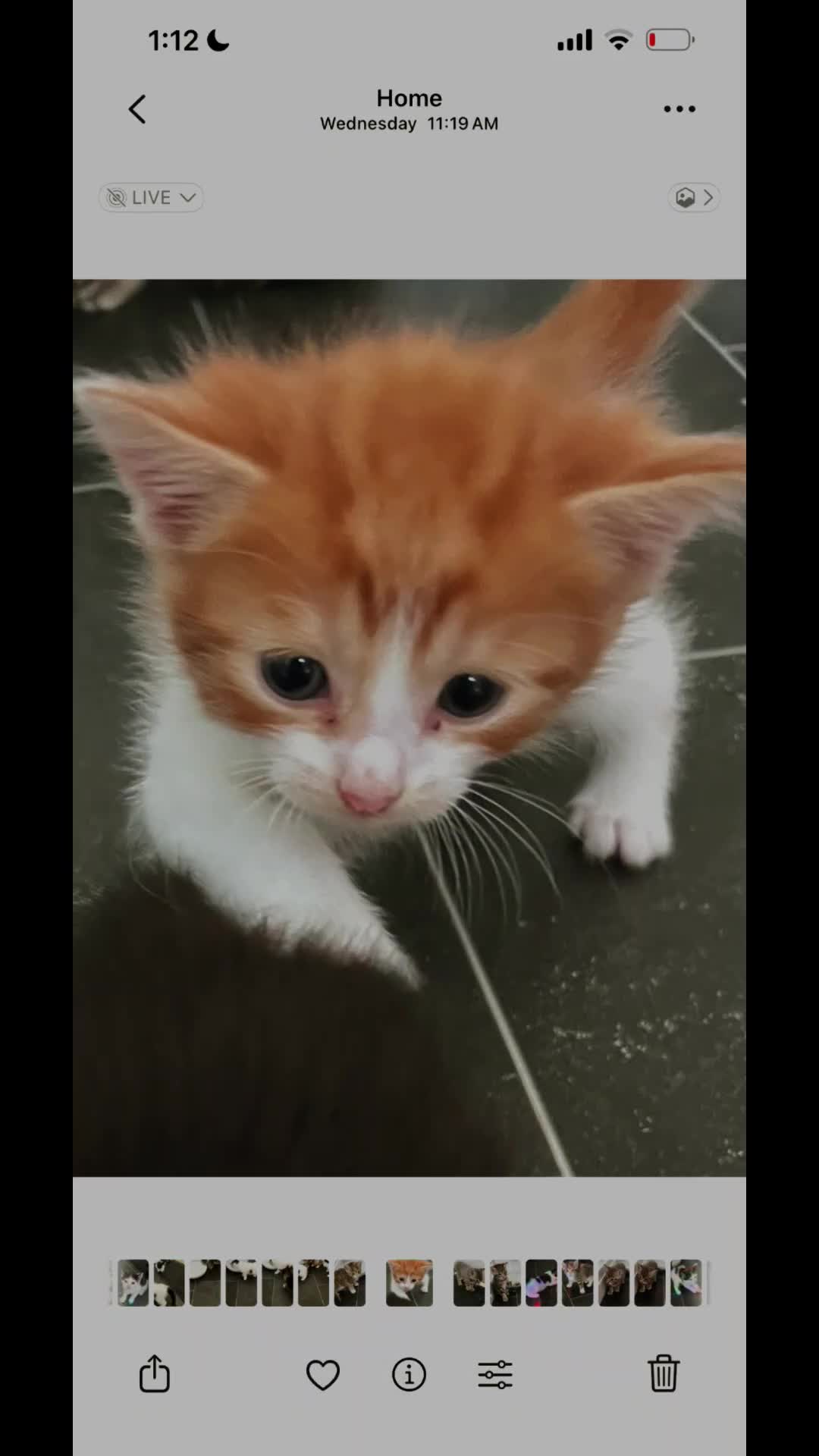 Mixed Breed cats for sale: Every Colour Imaginable! Bo's blue-eyed Beauties - Video 1