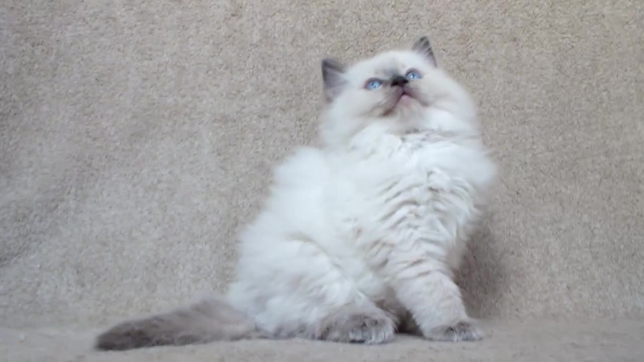 Ragdoll cats for sale: GCCF PET/ACTIVE KITTENS CHAMPION IMP BLOODLINES - Video 1