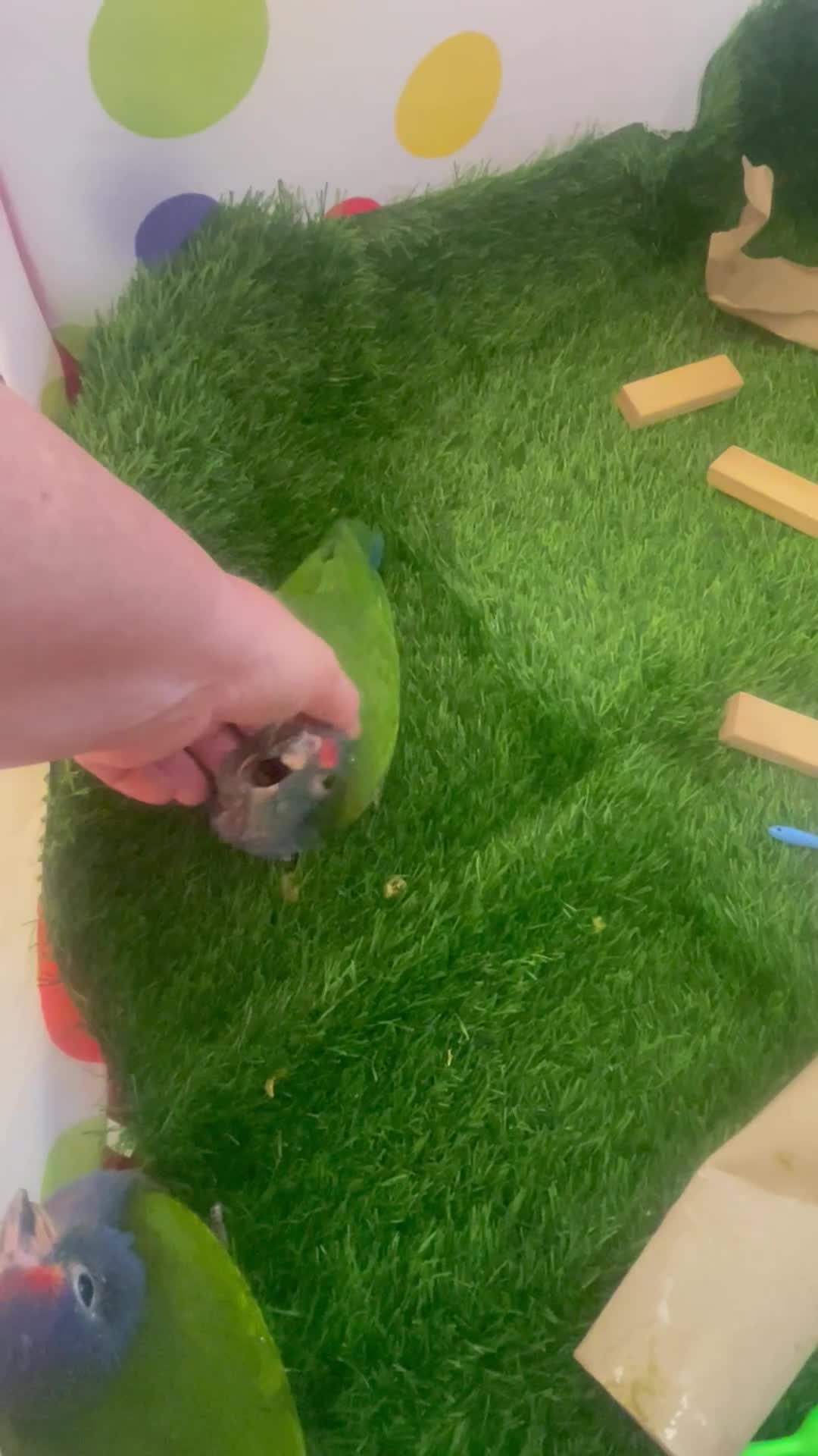 Parrots birds for sale: Hand reared baby Blue-headed Pionus - Video 1