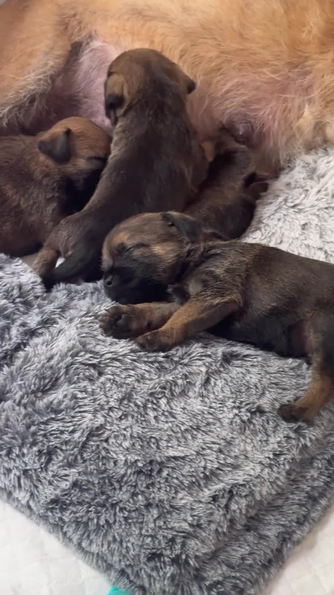 Border Terrier dogs for sale: Beautiful slem clear border terrier puppies  - Video 1