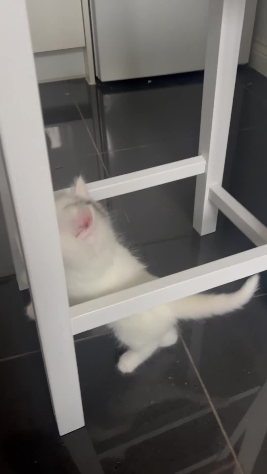 Mixed Breed cats for sale: Healthy & Playful Kittens - Video 2
