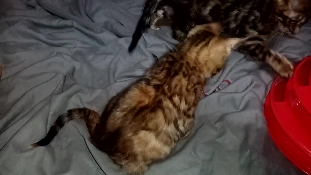 Mixed Breed cats for sale: Beautiful Part Bengal Kittens  - Video 3