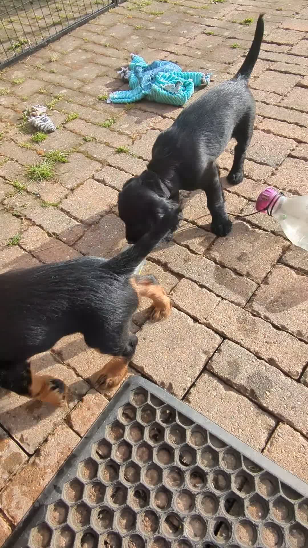 Cocker Spaniel dogs for sale: KC Registered Working Cocker Spaniel Puppies - Video 1