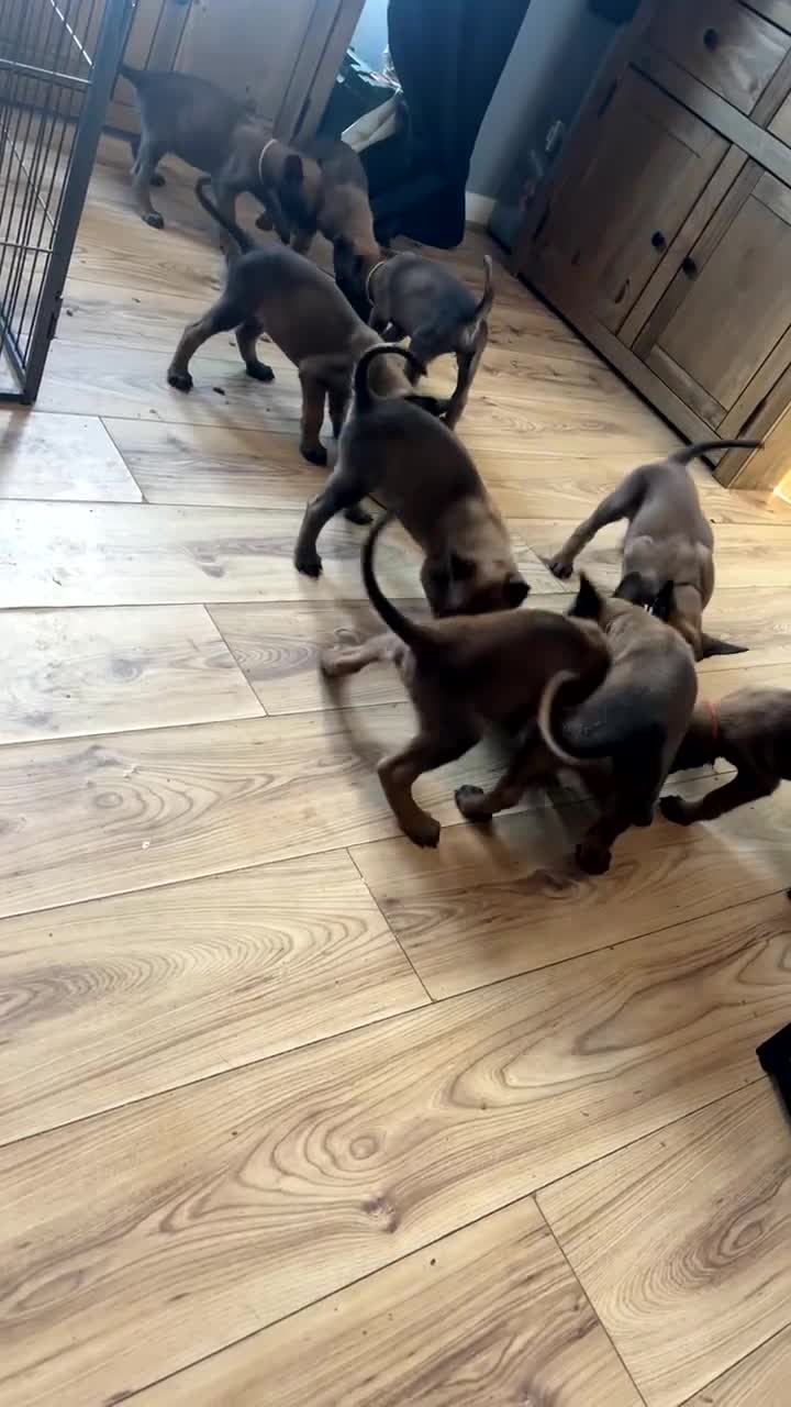 Belgian Shepherd Dog dogs for sale: Belgian malinois puppies  - Video 1