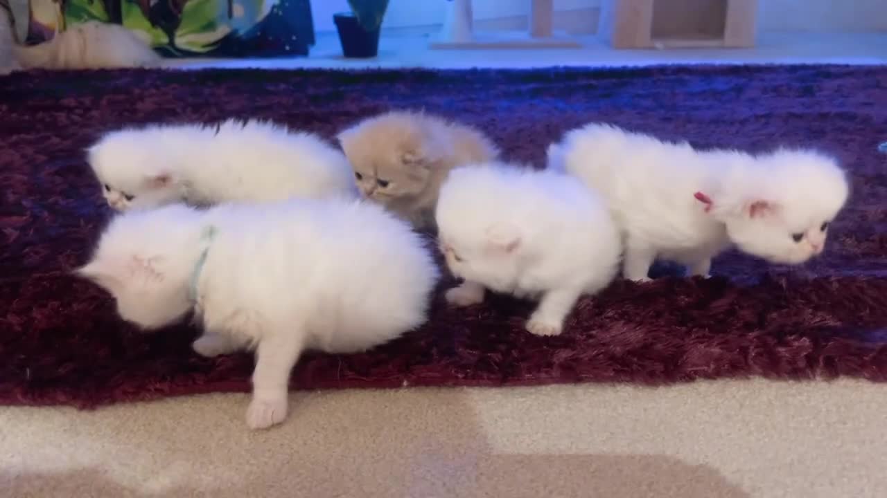 Persian cats for sale: ♥️🍃 ꨁ EXOTIC PERSIAN DOLL FACE KITTENS FOR SALE - Video 1