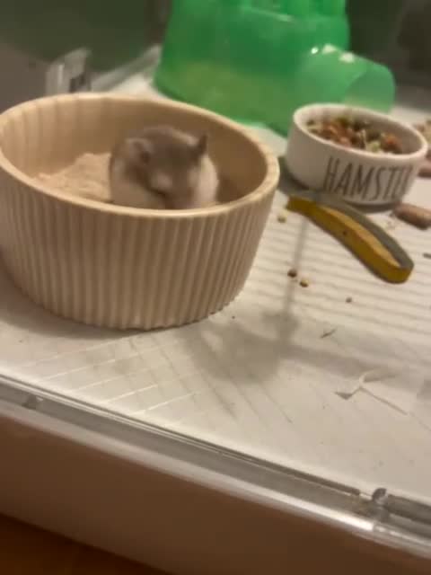 Hamster rodents for sale: Single male roborovski dwarf hamster  - Video 1