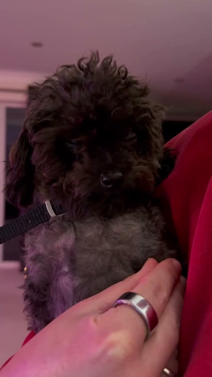 Toy Poodle dogs for sale: Tiny Sable Asian Toy Poodle - 2kg - Video 3
