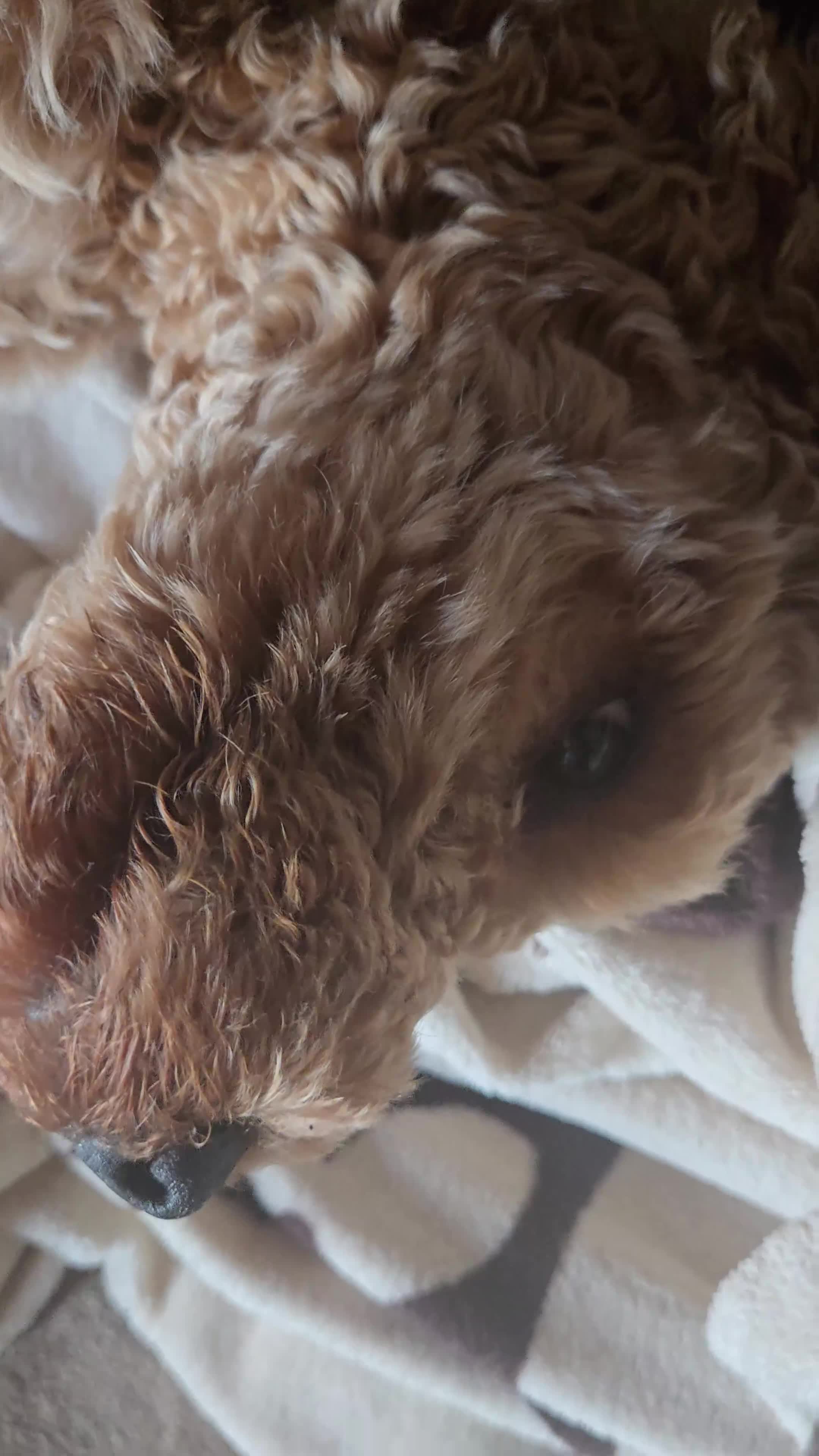 Mixed Breed dogs for sale: Beautiful boy cavapoo - Video 1