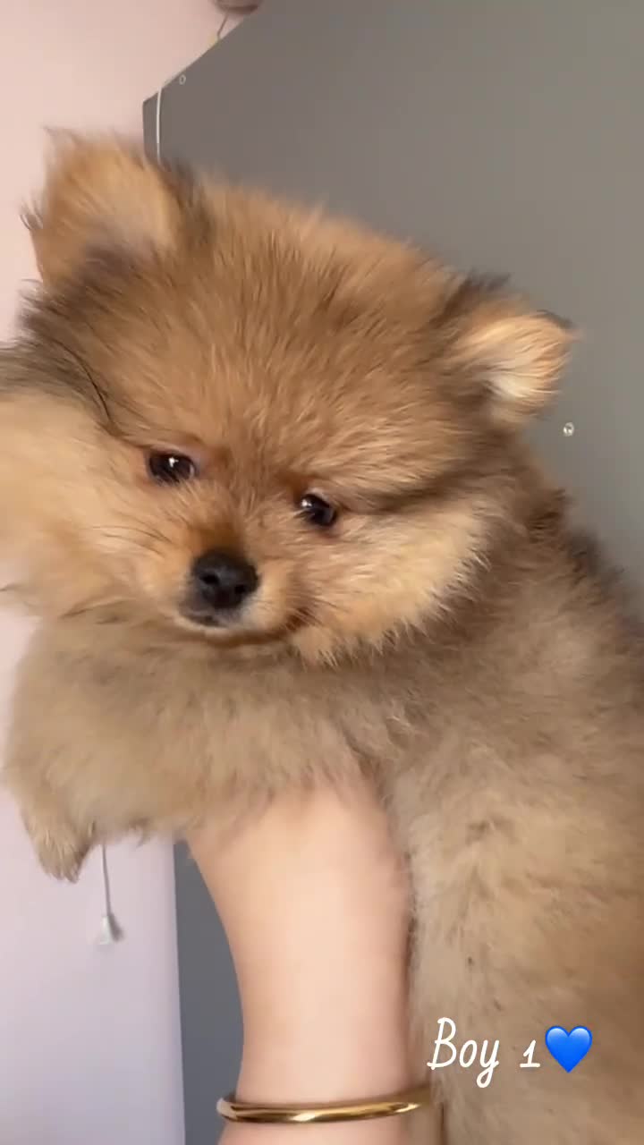 Pomeranian dogs for sale: Small pedigree boys left  - Video 1
