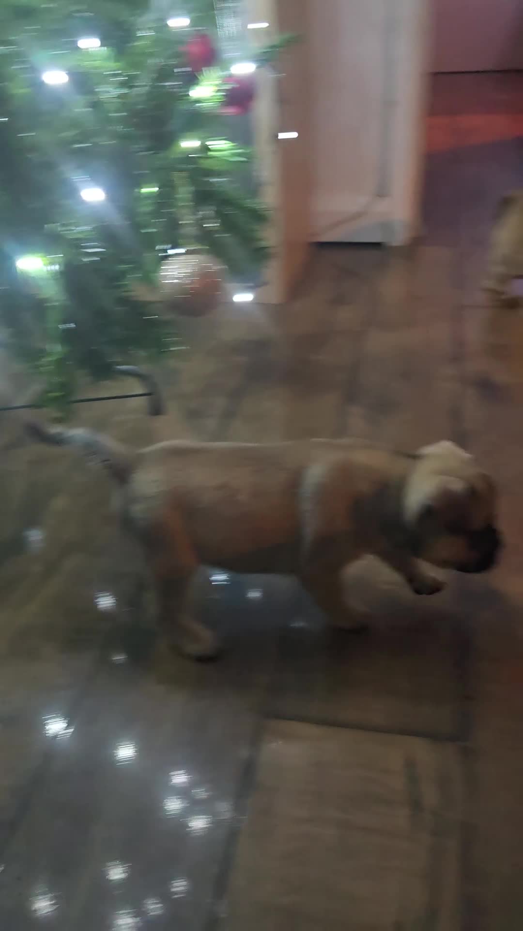 Frug dogs for sale: French bulldog x pug - Video 1