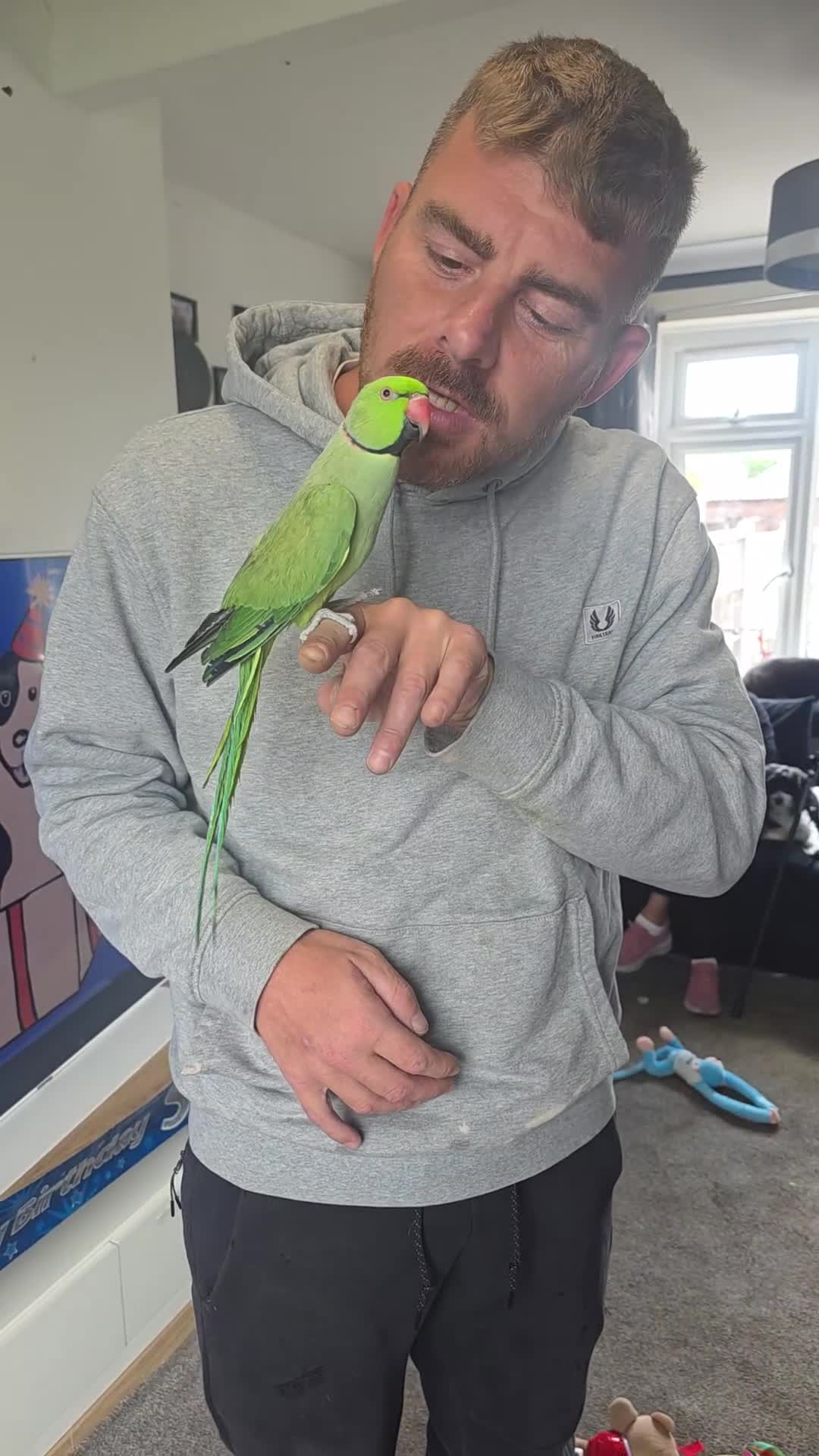 Ringnecks birds for sale: Ringneck  - Video 1