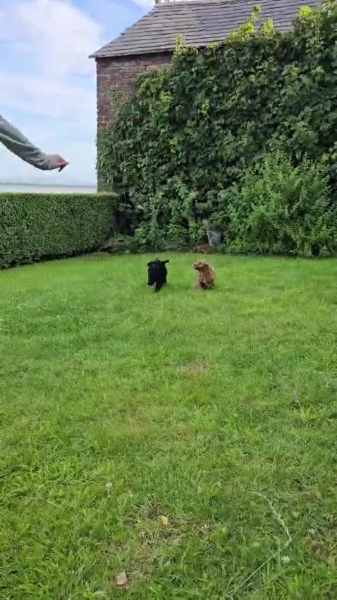Cockapoo dogs for sale: Cockapoo Pups - Fully Health Tested and vaccinated in Wigton - Video 1